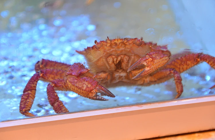 Популяцию камчатского краба хотят восстановить в Приморье