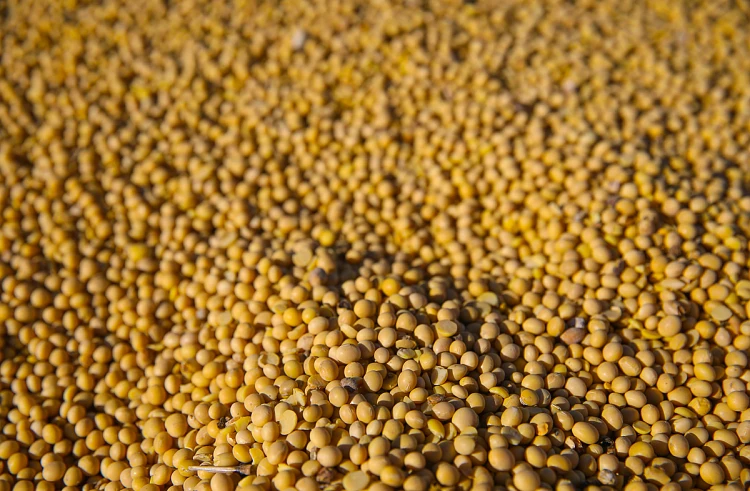 Леонид Канин: Спрос на высокобелковую сою из Приморья вырастет в Китае в разы