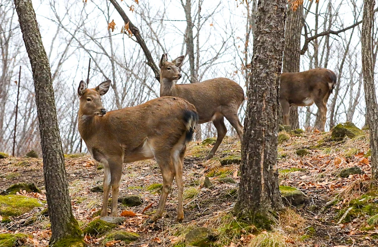 В Приморье утверждены лимиты добычи охотничьих видов животных