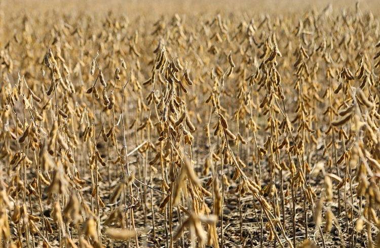 Аграрии Приморья выполнили план по сое на 100%