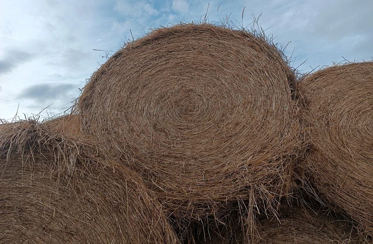 План заготовки сена перевыполнили аграрии Приморья