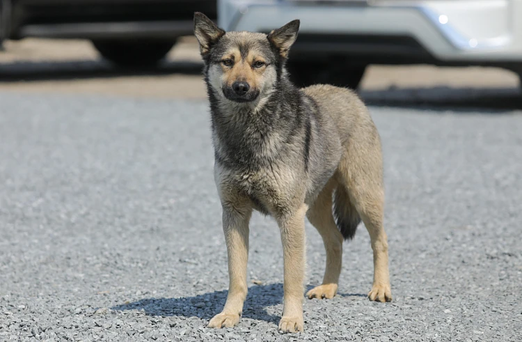 Запрет на кормление в общественных местах бездомных собак ввели в Приморье