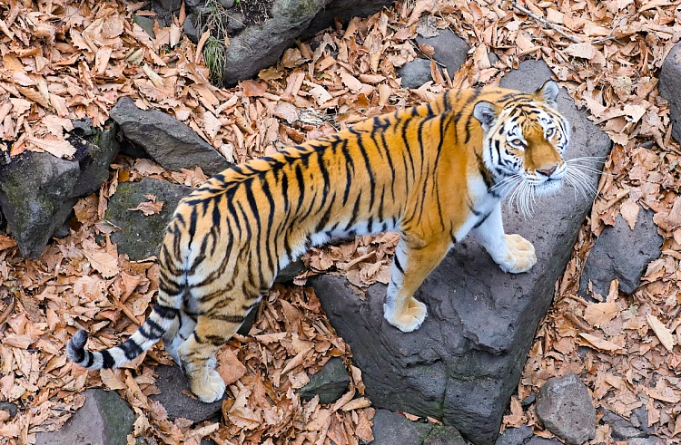 Четыре тигра из Приморья и Хабаровска отправят в Казахстан в начале года