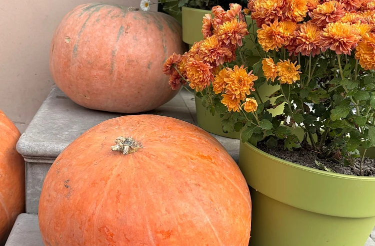 Тыква пользуется большой популярностью у жителей Арсеньева