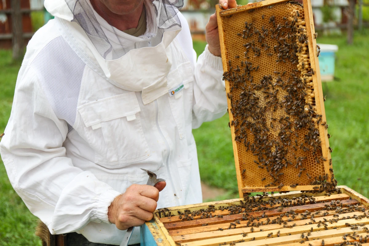 Пчеловоды Приморья рассказали, когда в ульях появится свежий липовый мёд