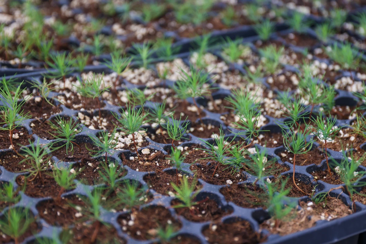 Более 900 тысяч молодых деревьев высадили в лесах Приморья с начала года