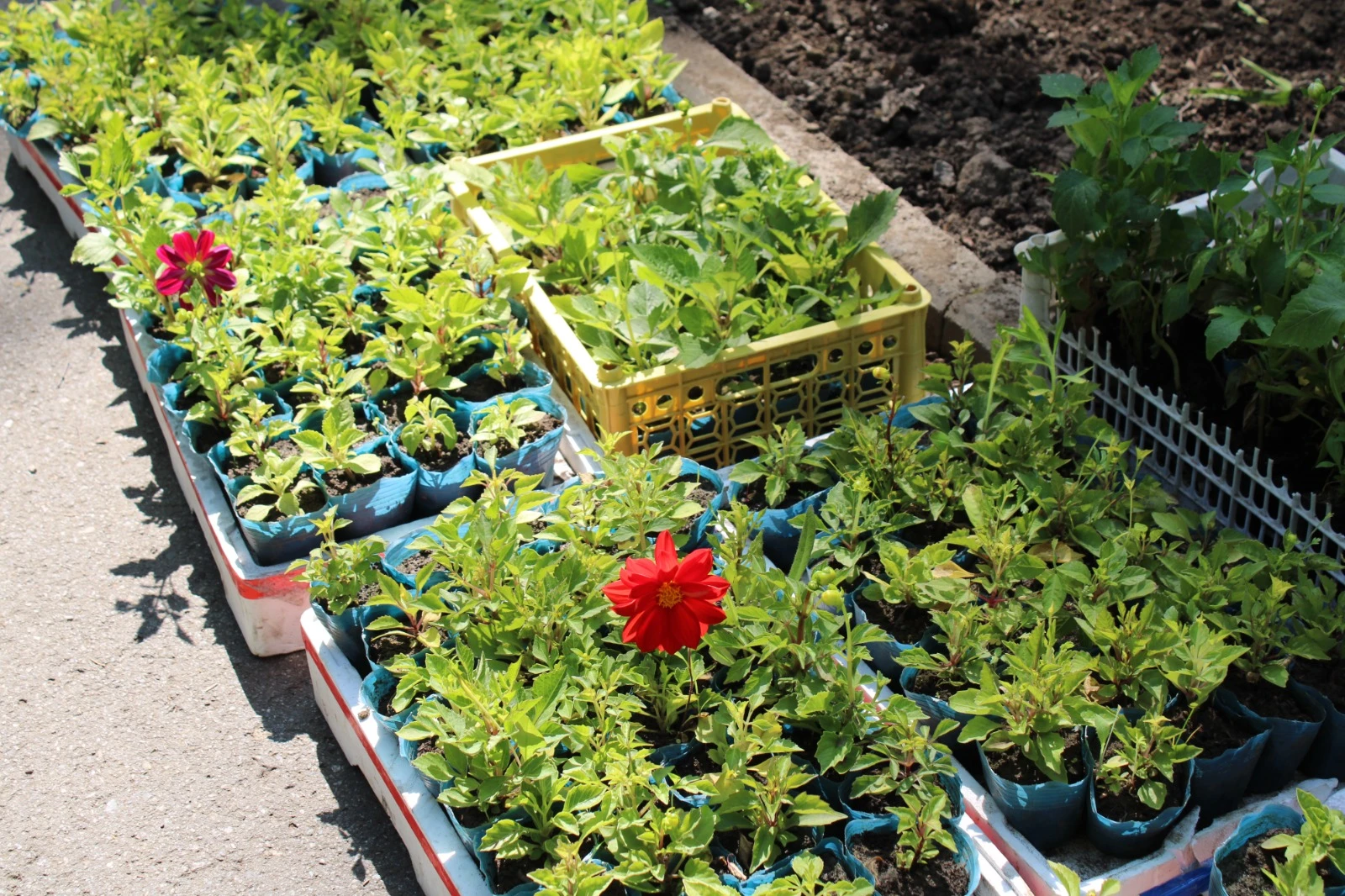 Клумбы городского  парка в Партизанске одевают в цветочный наряд