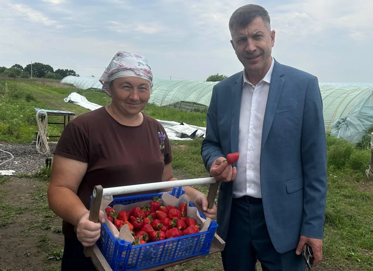 Экологичную клубнику выращивают на Крестьянско-фермерском хозяйство Елены Анисимовой