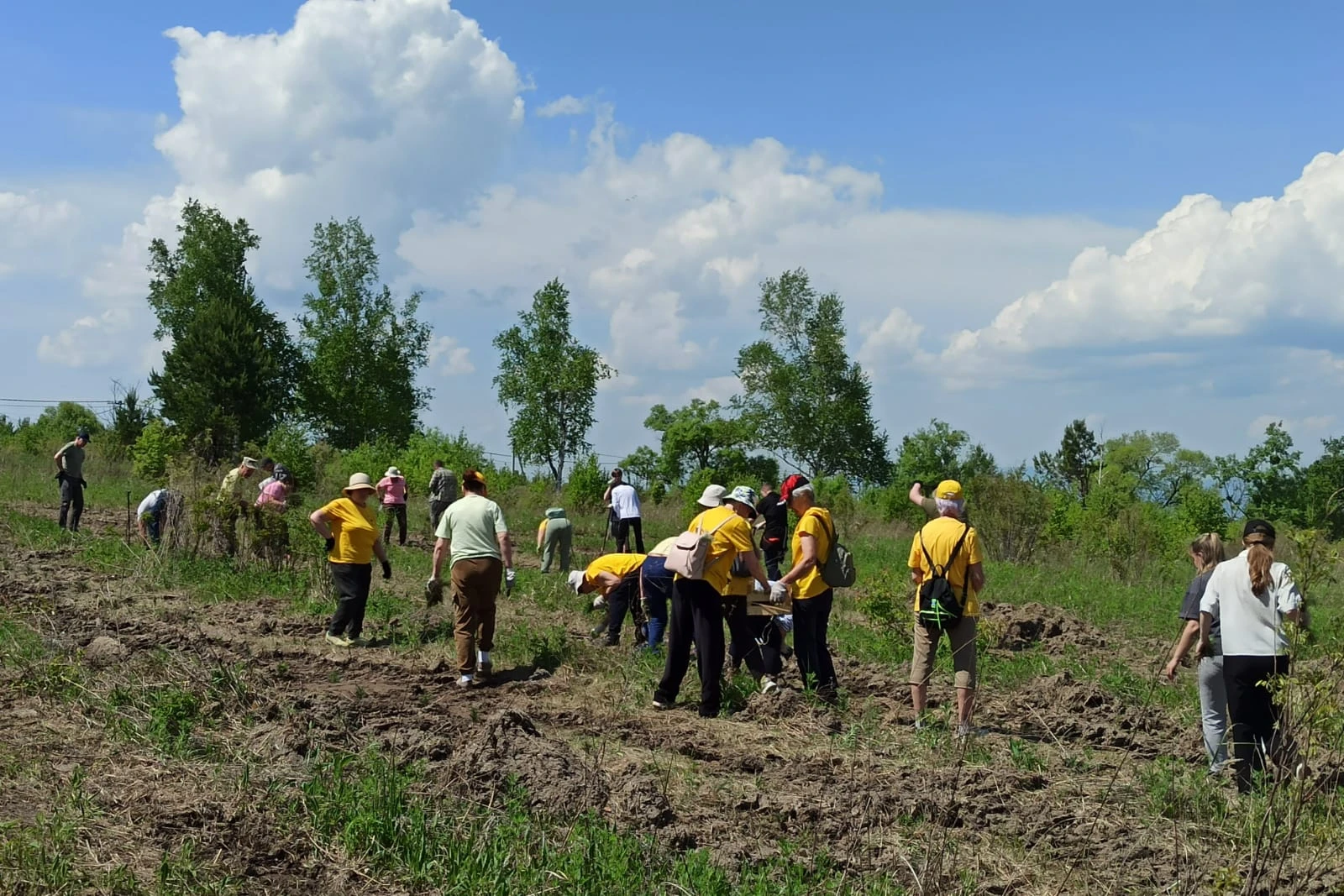 Восстановление лесов: шаги к экологическому возрождению