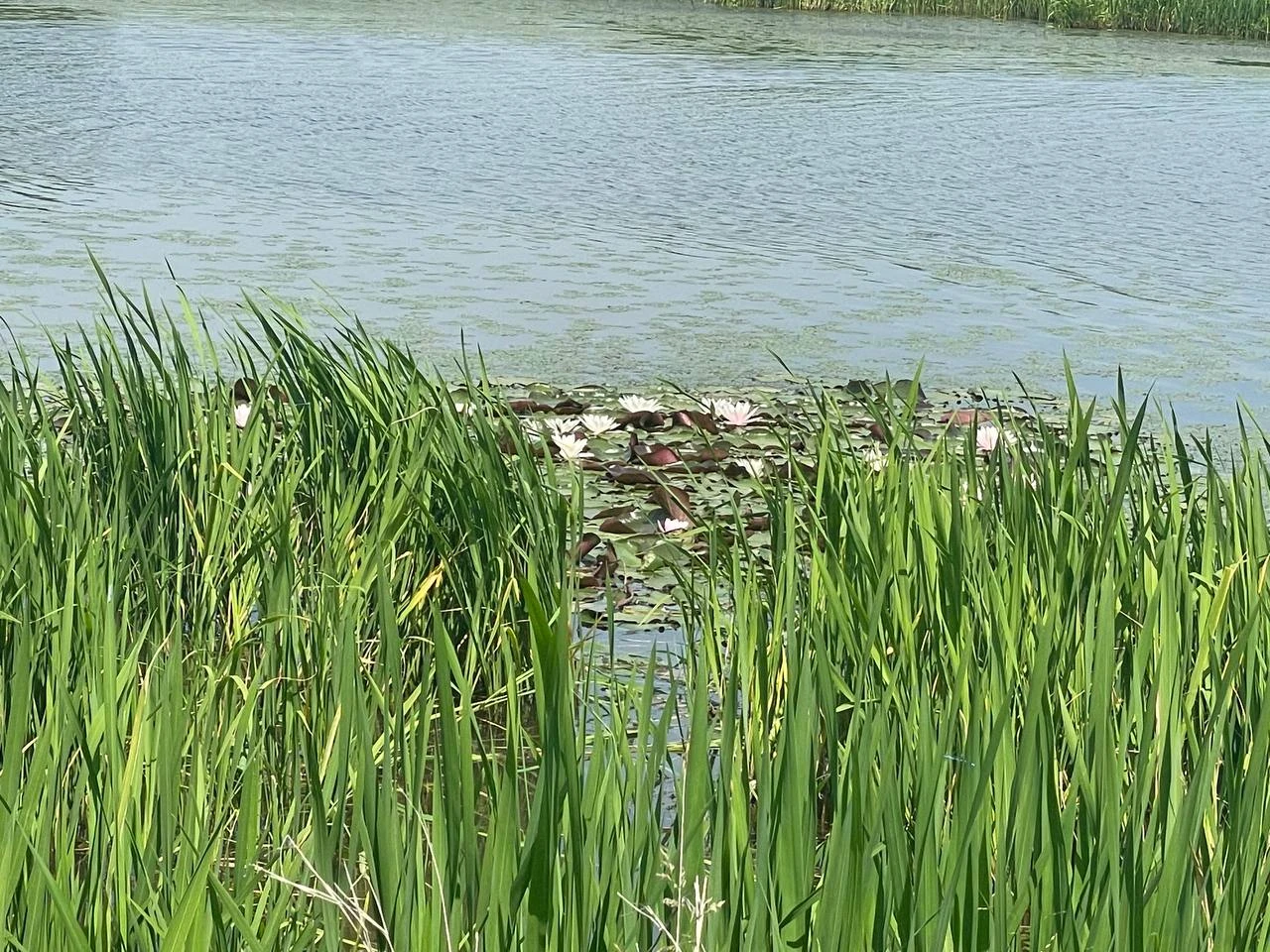 Озеро с лотосами появилось в Партизанском муниципальном округе