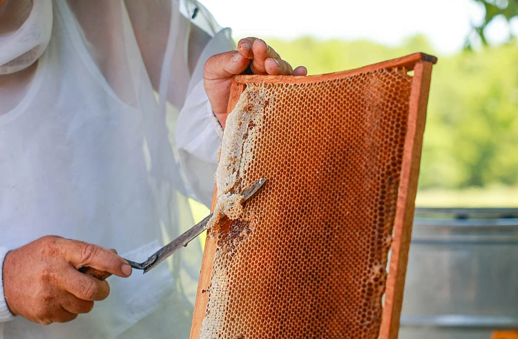 6,5 тонны мёда привезут на фестиваль в приморское Анучино